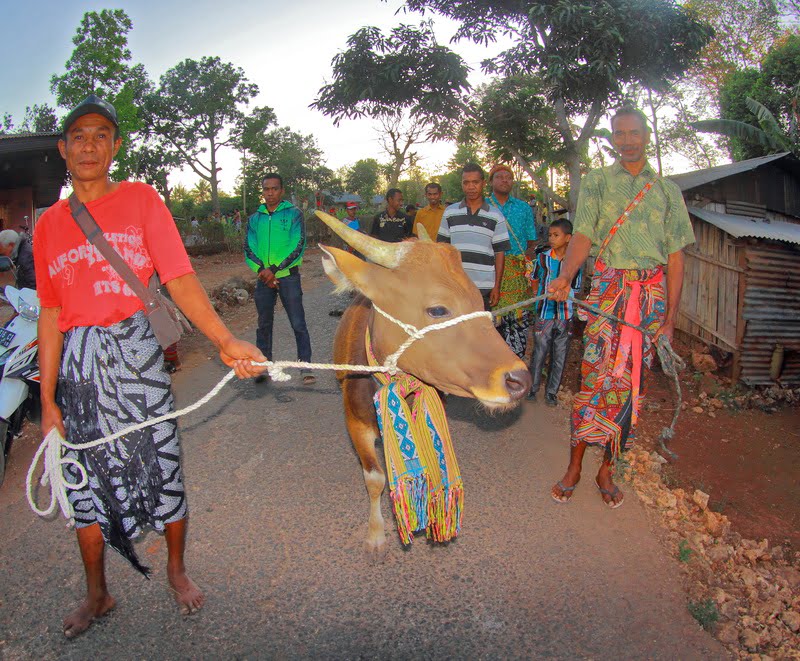 maso minta Sapi menjadi salah satu maskawin untuk meminang gadis Timor