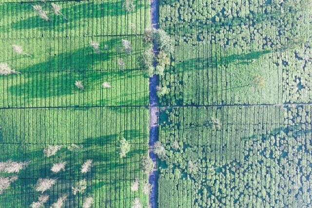 Kamu Harus Main ke 4 Kebun Teh "Instagrammable" di Jawa Barat Ini