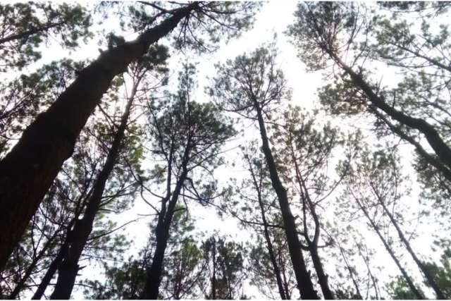 Mengejar "Deadline" di Hutan Pinus Pengger