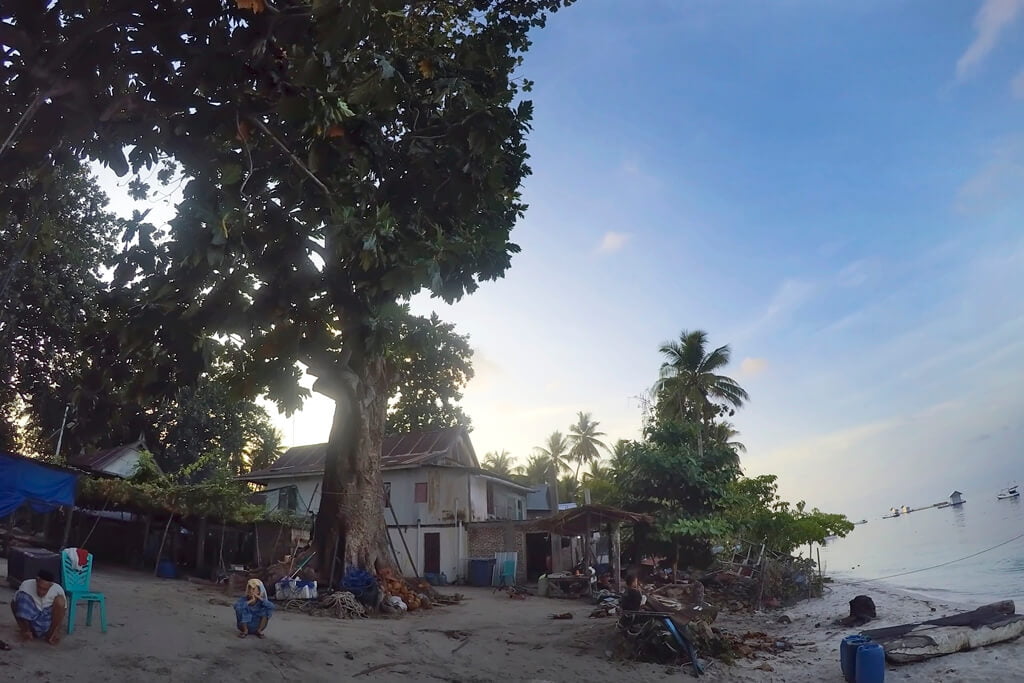 Salah satu pohon sukun raksasa di Pulau Kapoposang/Syukron