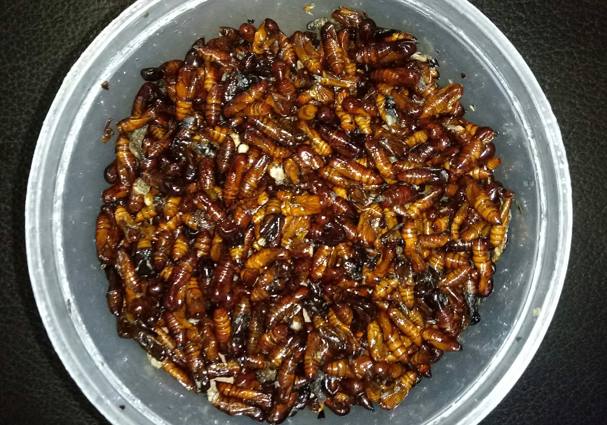 serangga yang bisa dimakan