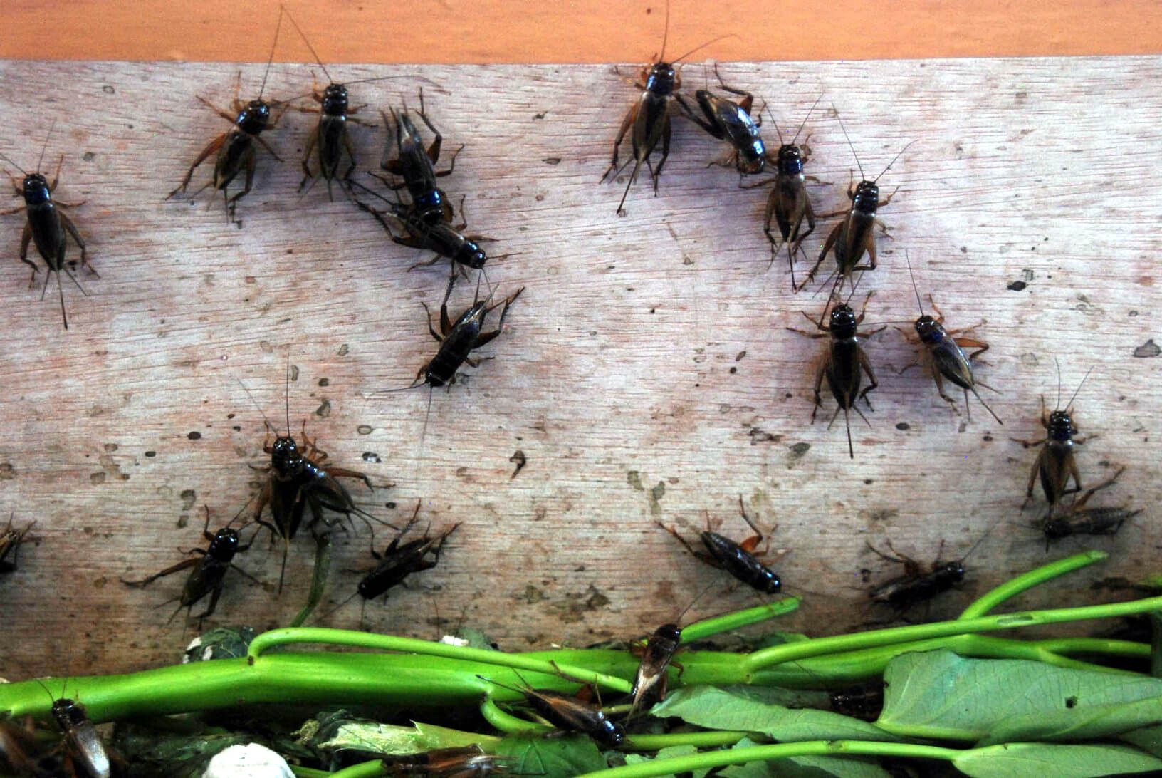 serangga yang bisa dimakan