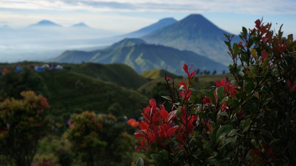 8 Tanaman Gunung yang Sering Dijumpai dan Bisa Dimakan