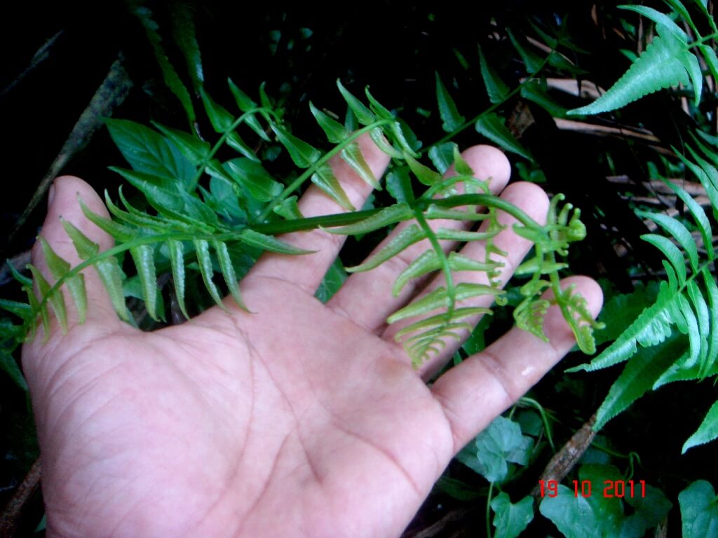 8 Tanaman Gunung yang Sering Dijumpai dan Bisa Dimakan