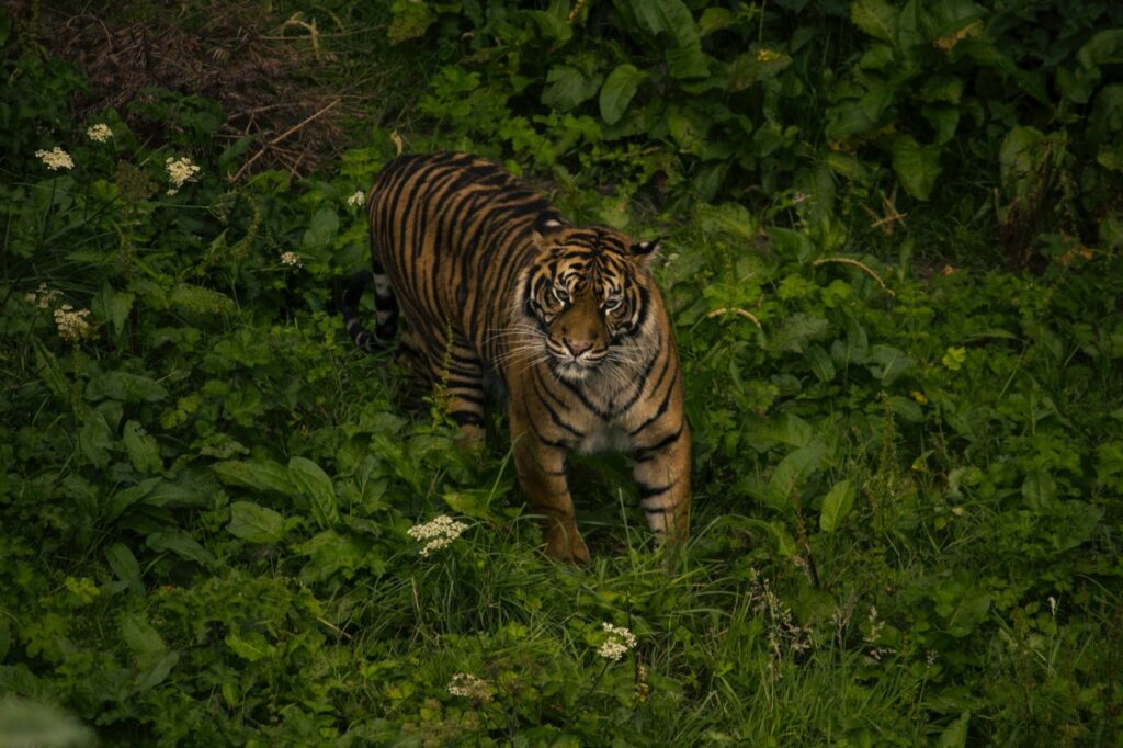 Harimau Sumatra-Unsplash-Rebecca Campbell