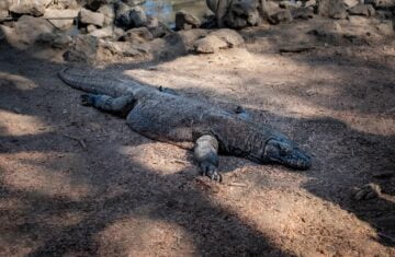 Proyek “Jurassic Park” Taman Nasional Komodo