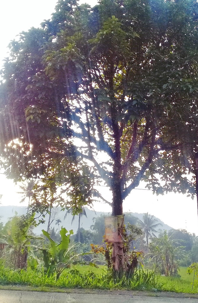 Pohon kondang