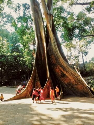 Umbul Leses dan Legenda di Balik Sepasang Pohon Pengantin
