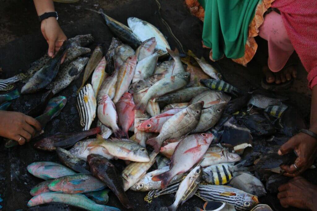Berbagai macam tangkapan ikan nelayan Bajo, tapi sekarang mencari ikan harus lebih jauh untuk dapat jumlah yang banyak