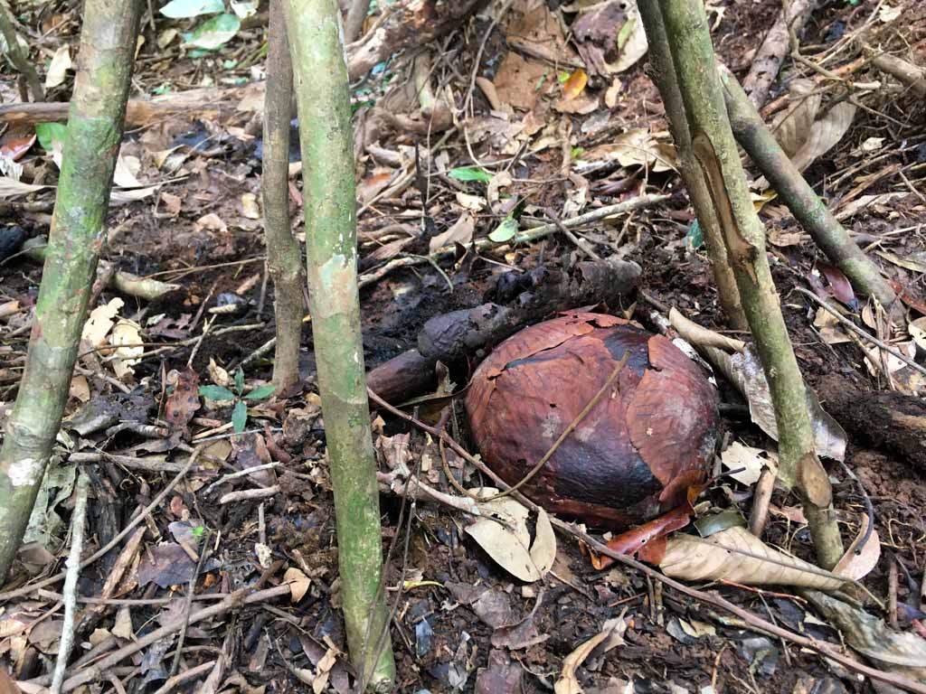 Rafflesia mekar di Bengkulu