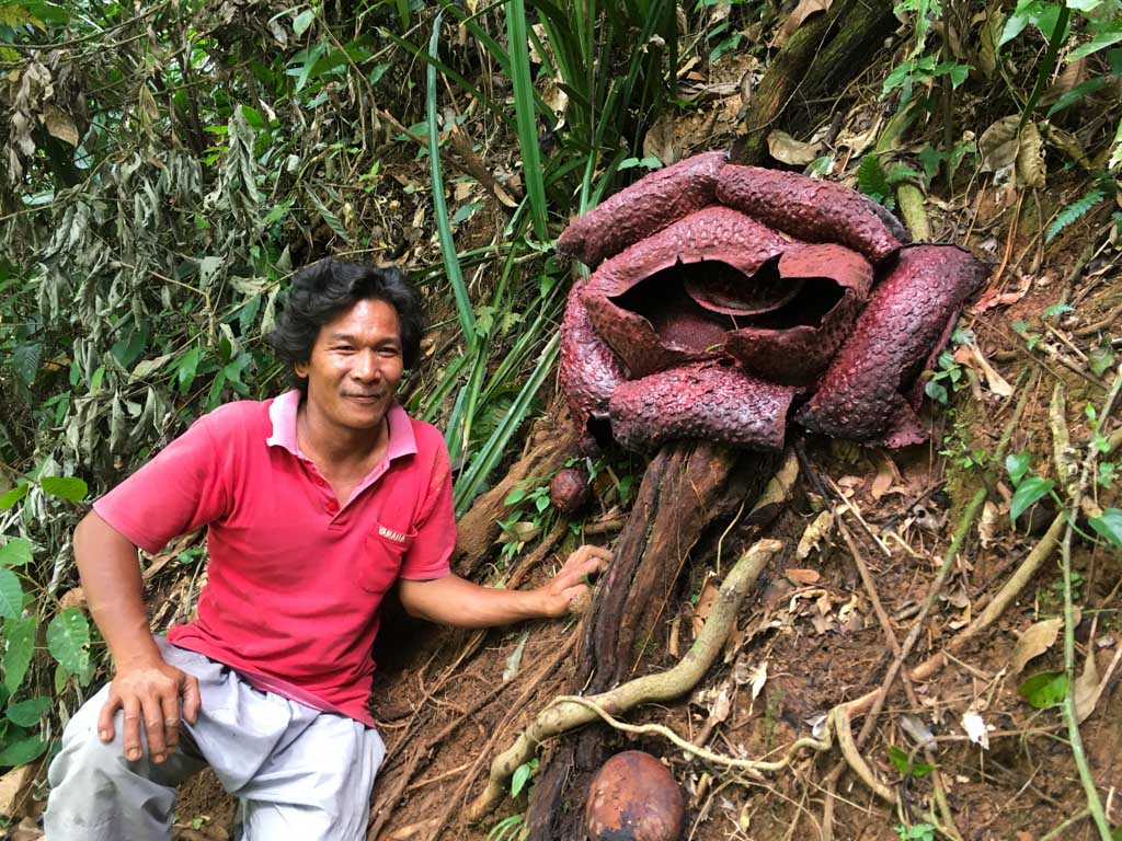 Rafflesia mekar di Bengkulu