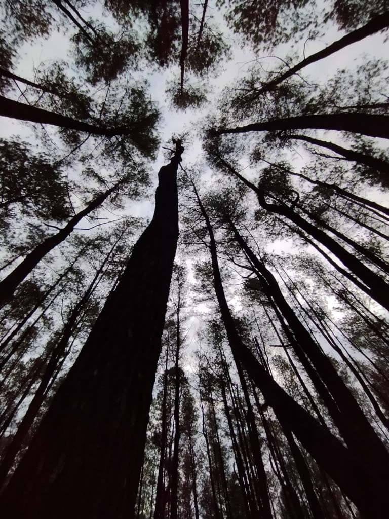 Hutan Pinus Bulu Tanah