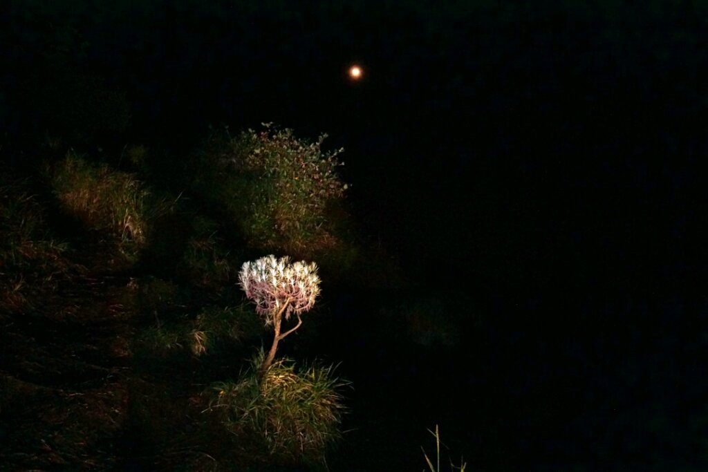 Pohon edelweis dan bulan di langit menemani pendakian menuju puncak Merbabu