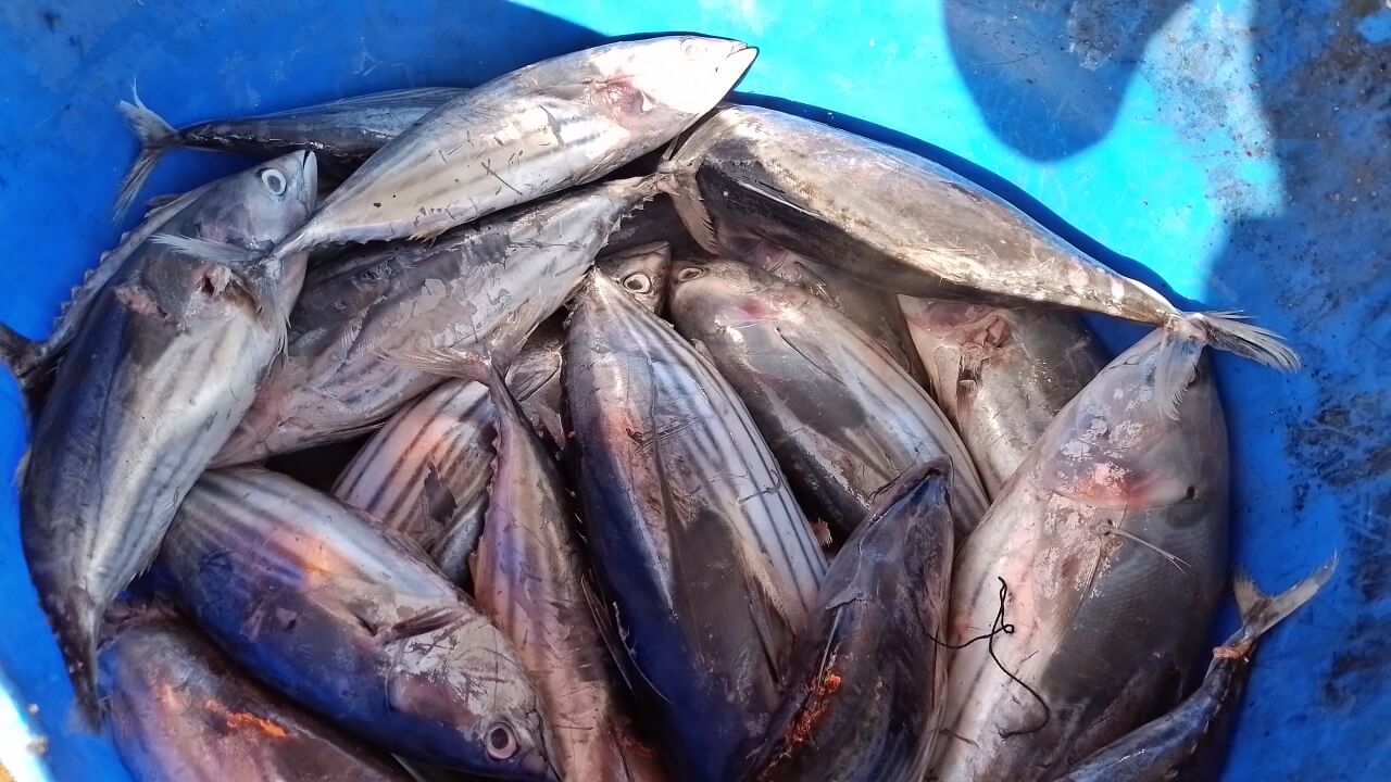 Ikan cakalang, komoditas yang paling banyak dihasilkan hari itu