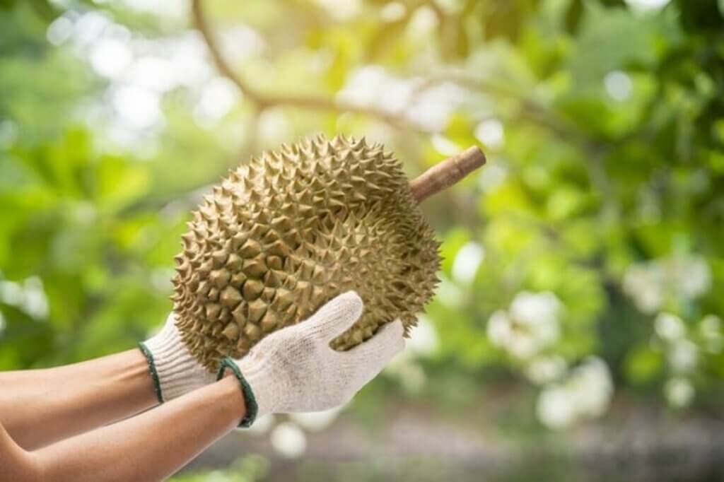 Festival Durian Parigi Moutong 2023