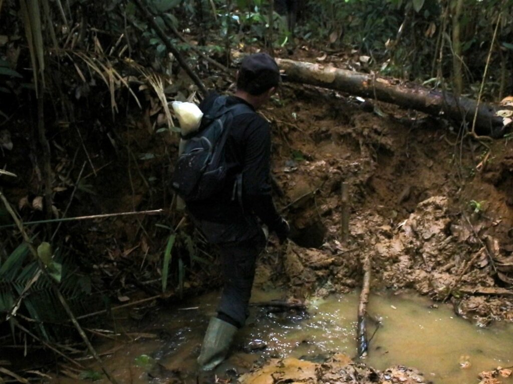 Hutan Harapan: Harta Karun Hutan Dataran Rendah Terakhir Sumatra