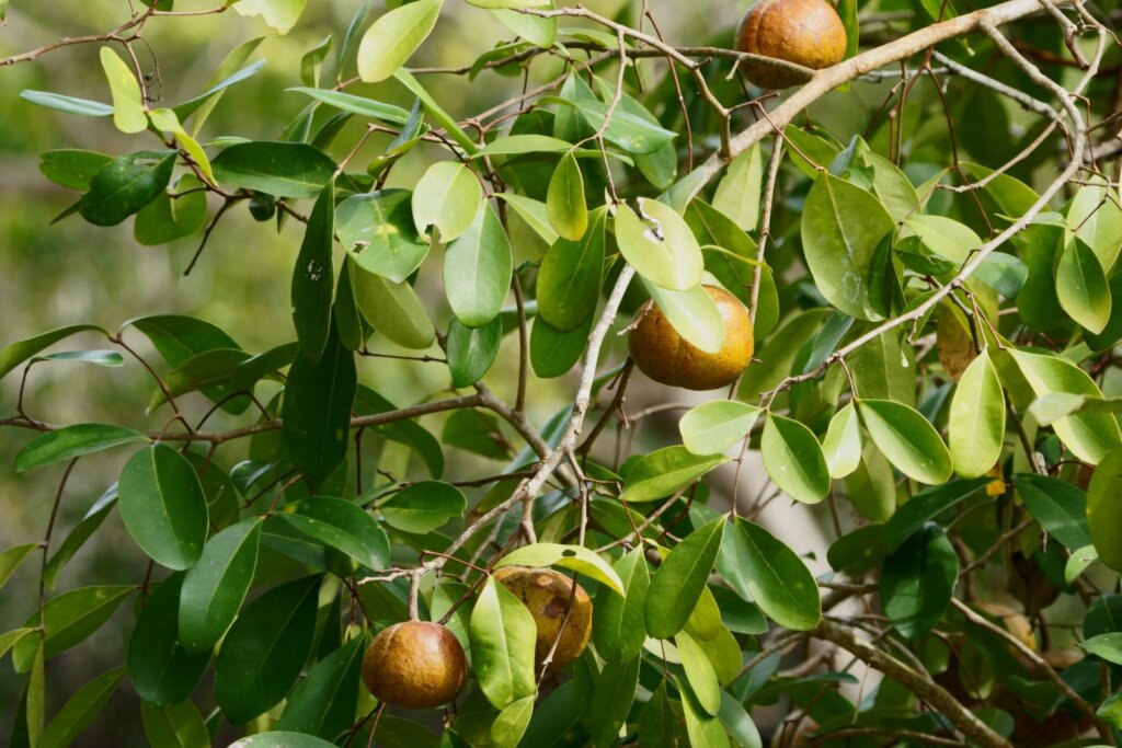 Mangrove Popayato: Berbagi Manfaat bagi Manusia dan Hewan