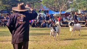 Adu Tangkas Domba Garut di Cikande