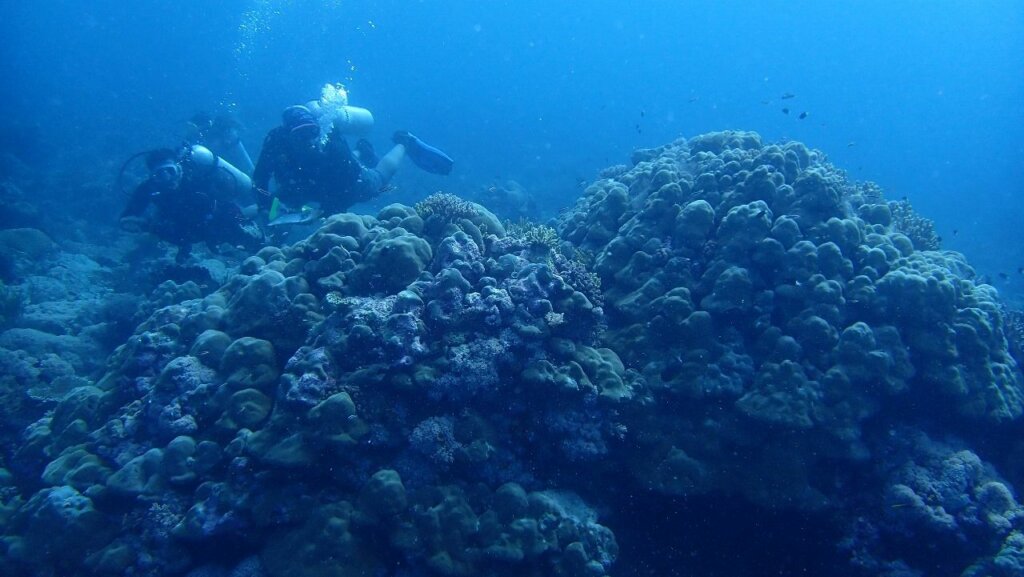 Ekspedisi Maluku Barat Daya 2024: Mencari yang Hilang, Menemukan yang Baru