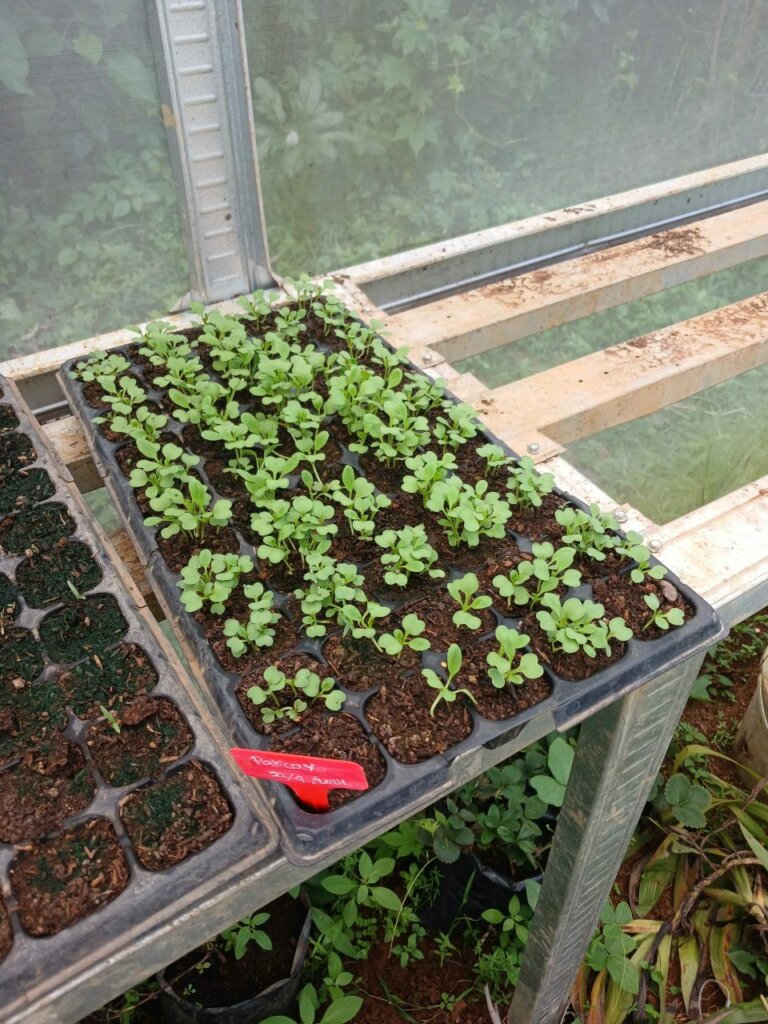 Sehari Menjadi Pekebun Kota di Kebun Tetangga