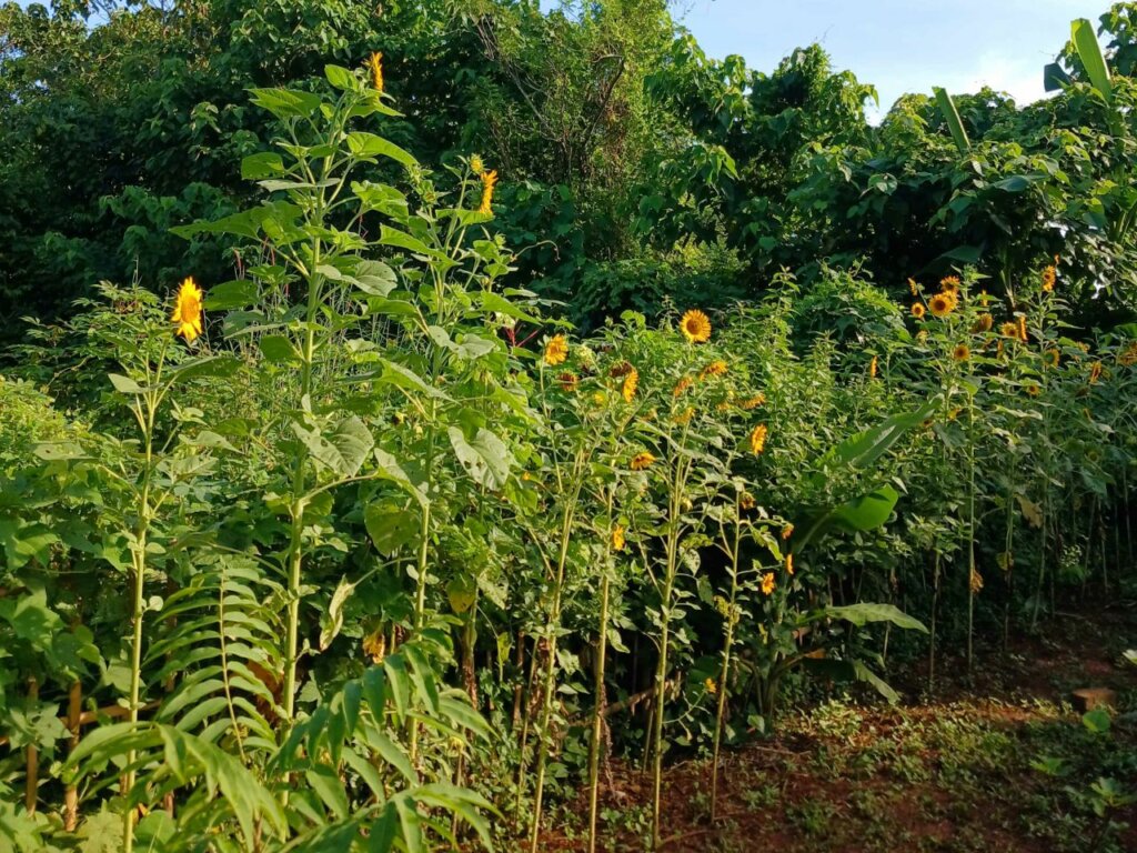 Sehari Menjadi Pekebun Kota di Kebun Tetangga