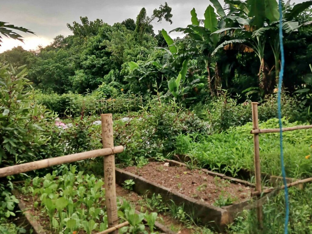 Sehari Menjadi Pekebun Kota di Kebun Tetangga