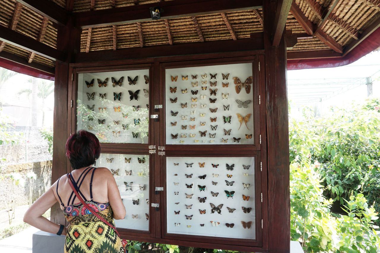 Eksotisme Lepidoptera Pulau Dewata