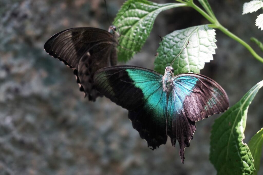 Eksotisme Lepidoptera Pulau Dewata