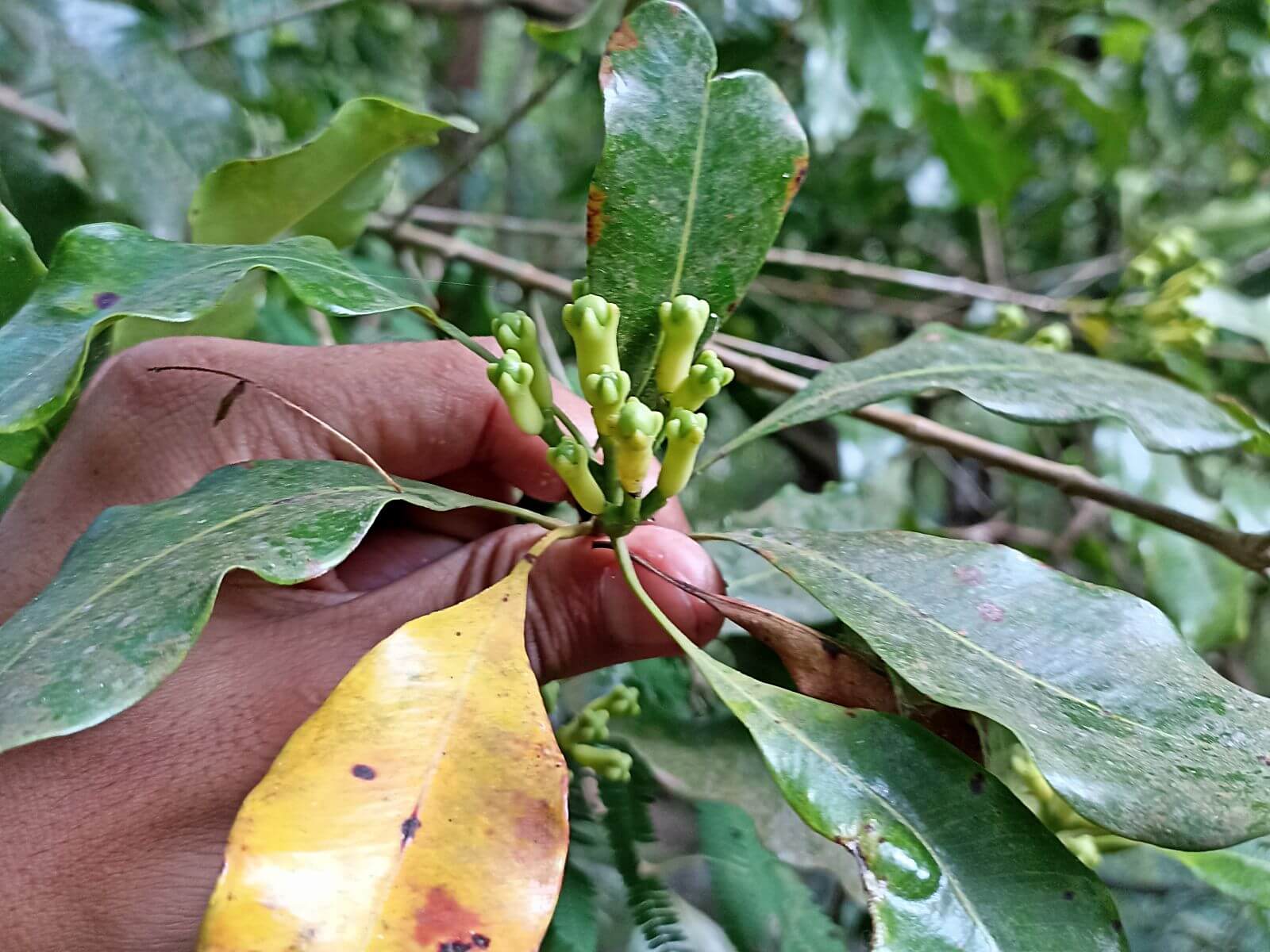 Cengkih Kulon Progo dan Sebuah Penantian