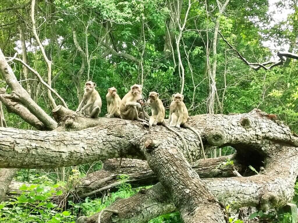 Di Hutan Itu, Raden, Mengapa Kau Ditelan Sejarah? (2)