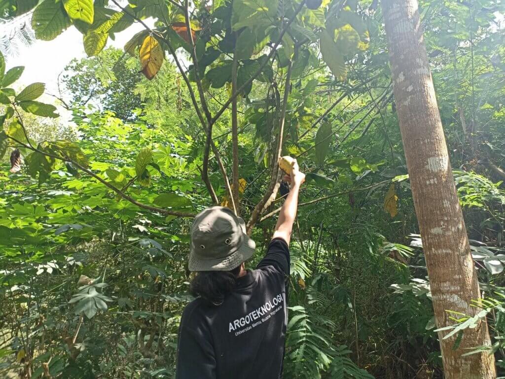 Cengkih Kulon Progo dan Sebuah Penantian