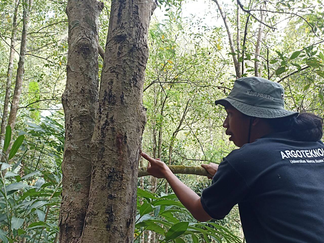 Cengkih Kulon Progo dan Sebuah Penantian