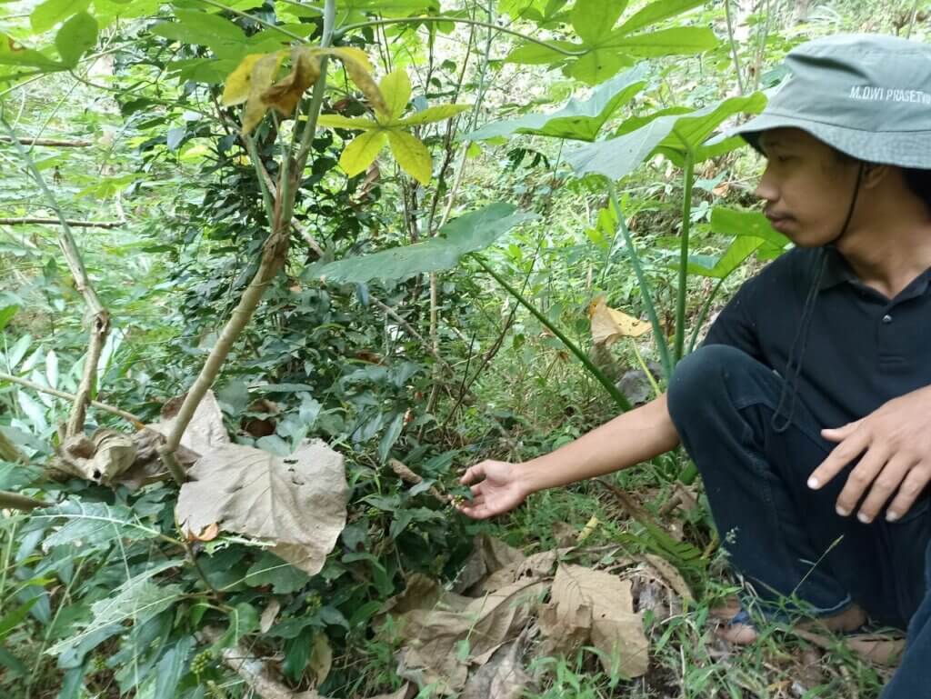 Cengkih Kulon Progo dan Sebuah Penantian