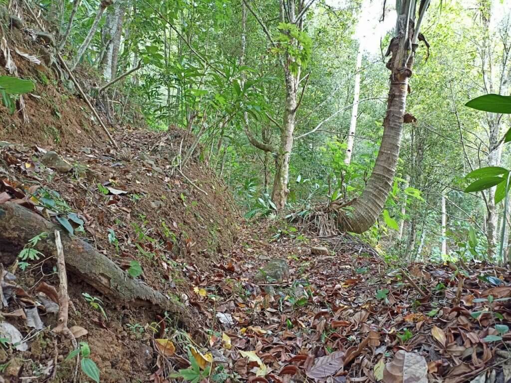 Cengkih Kulon Progo dan Sebuah Penantian