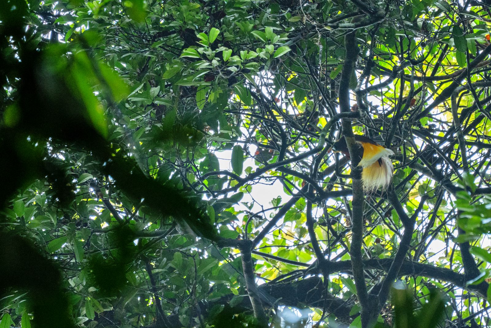 Menjaga Rumah Cenderawasih dan Satwa Endemik di Hutan Papua