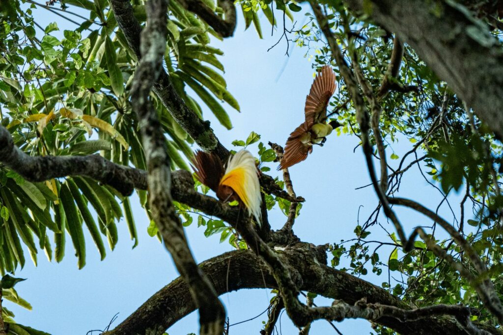 Menjaga Rumah Cenderawasih dan Satwa Endemik di Hutan Papua