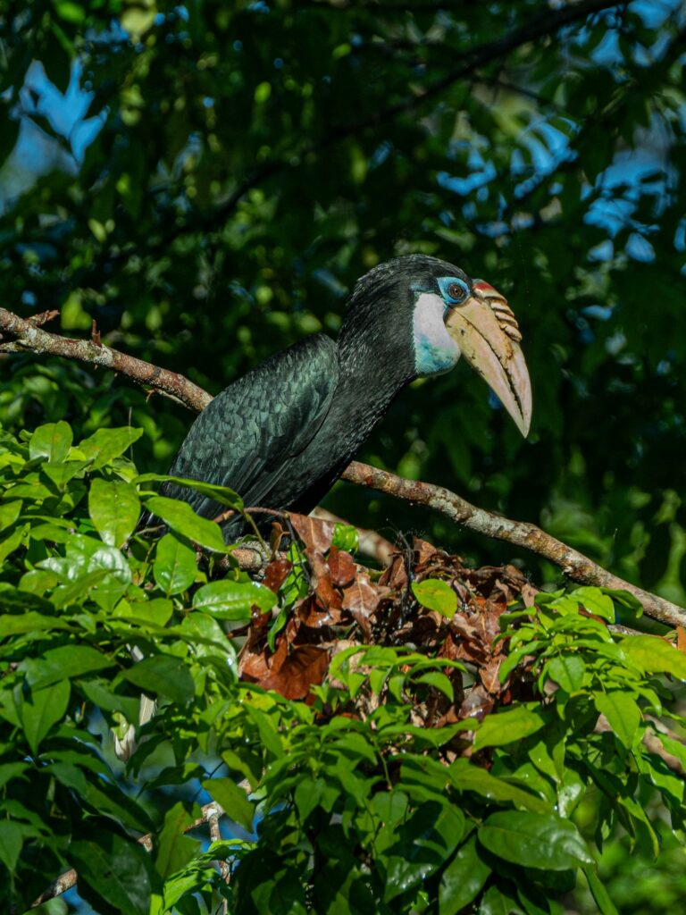 Menjaga Rumah Cenderawasih dan Satwa Endemik di Hutan Papua