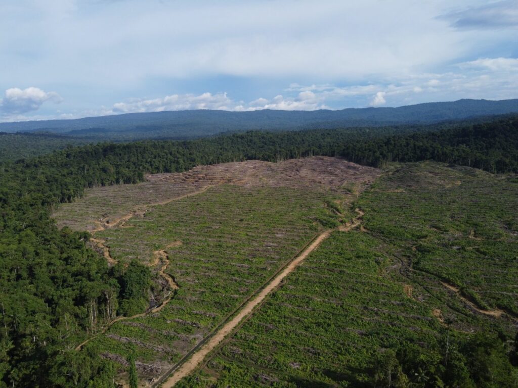 Menjaga Rumah Cenderawasih dan Satwa Endemik di Hutan Papua