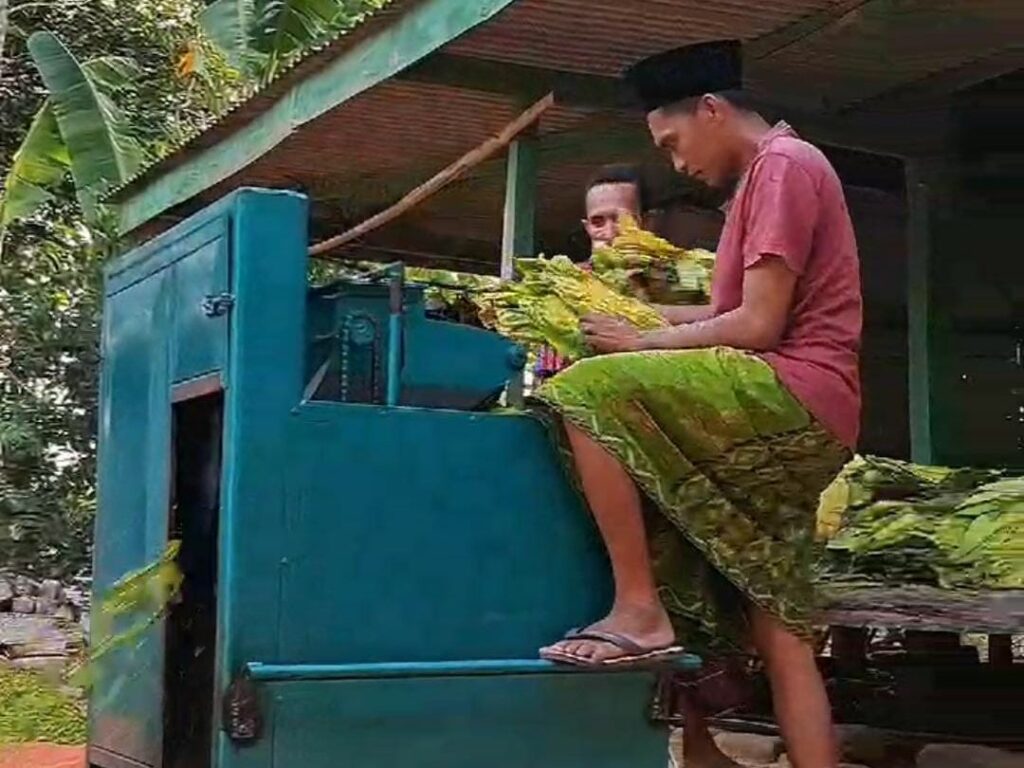 Cukong Cina, “Bandul”, dan Perdagangan Tembakau di Madura