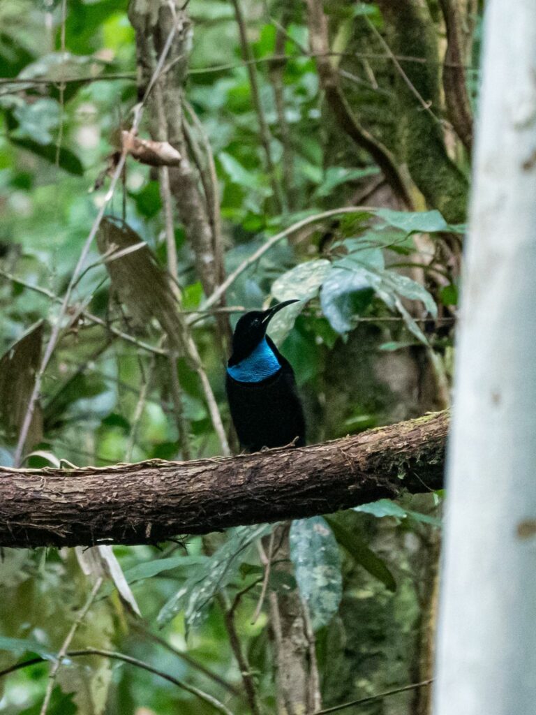 Menjaga Rumah Cenderawasih dan Satwa Endemik di Hutan Papua