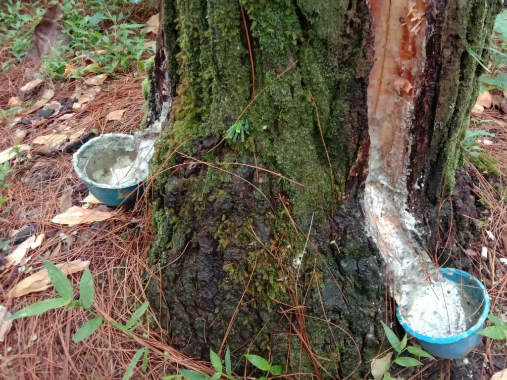 Jalan Pagi ke Cigowong setelah PNBP Naik