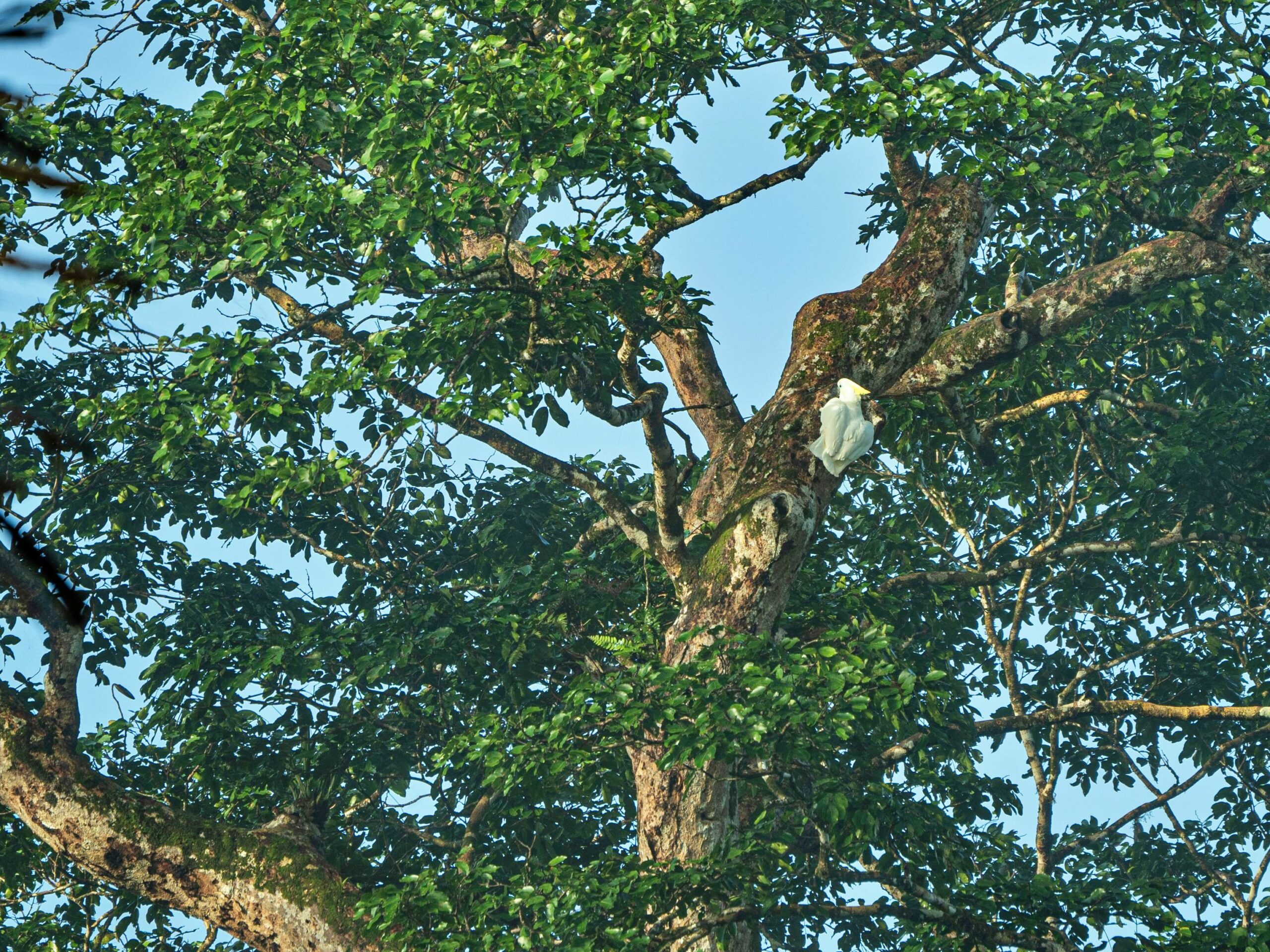 Papua: Taman Bermain Burung-Burung