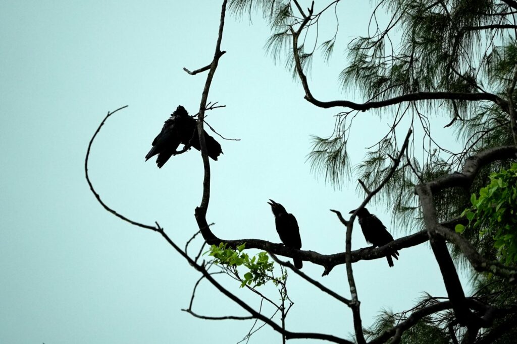 Papua: Taman Bermain Burung-Burung