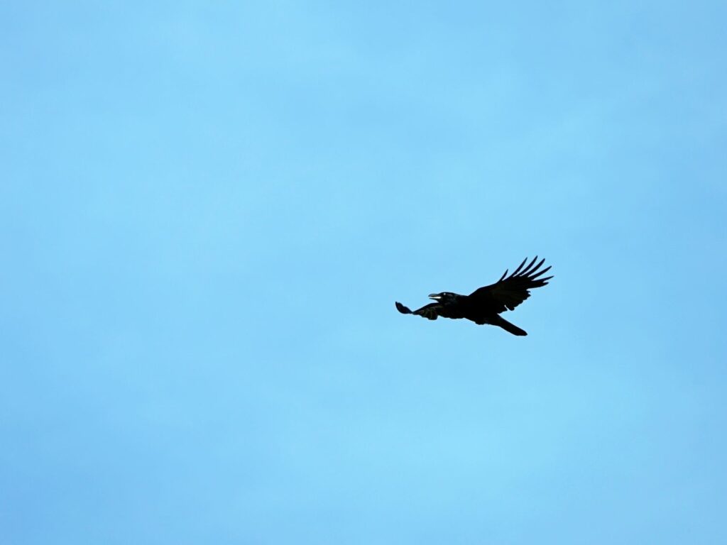 Papua: Taman Bermain Burung-Burung