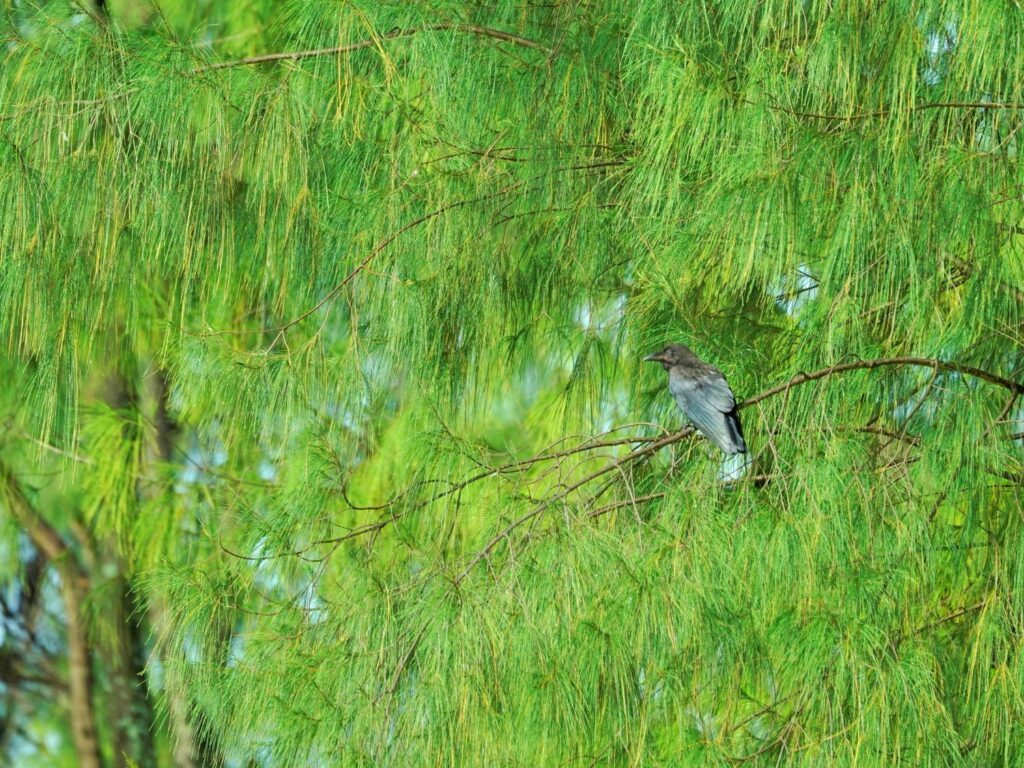 Papua: Taman Bermain Burung-Burung