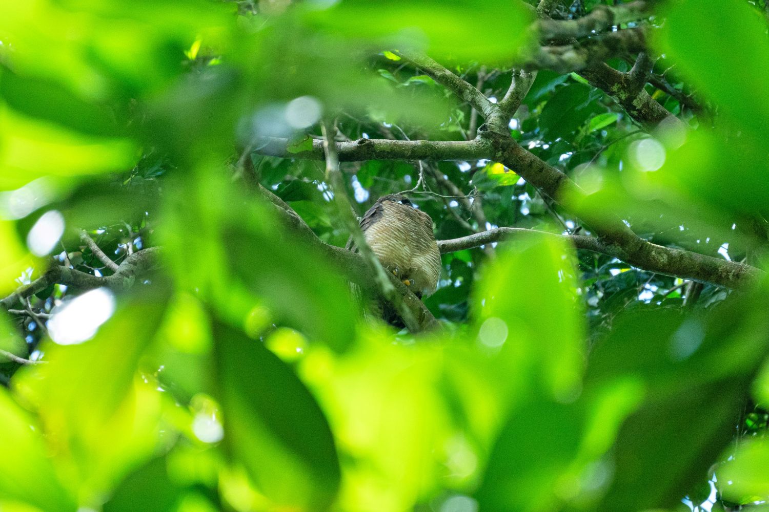 Papua: Taman Bermain Burung-Burung