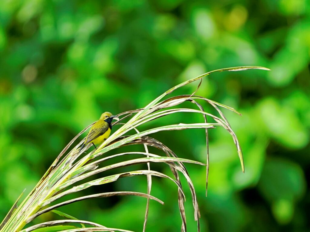 Papua: Taman Bermain Burung-Burung