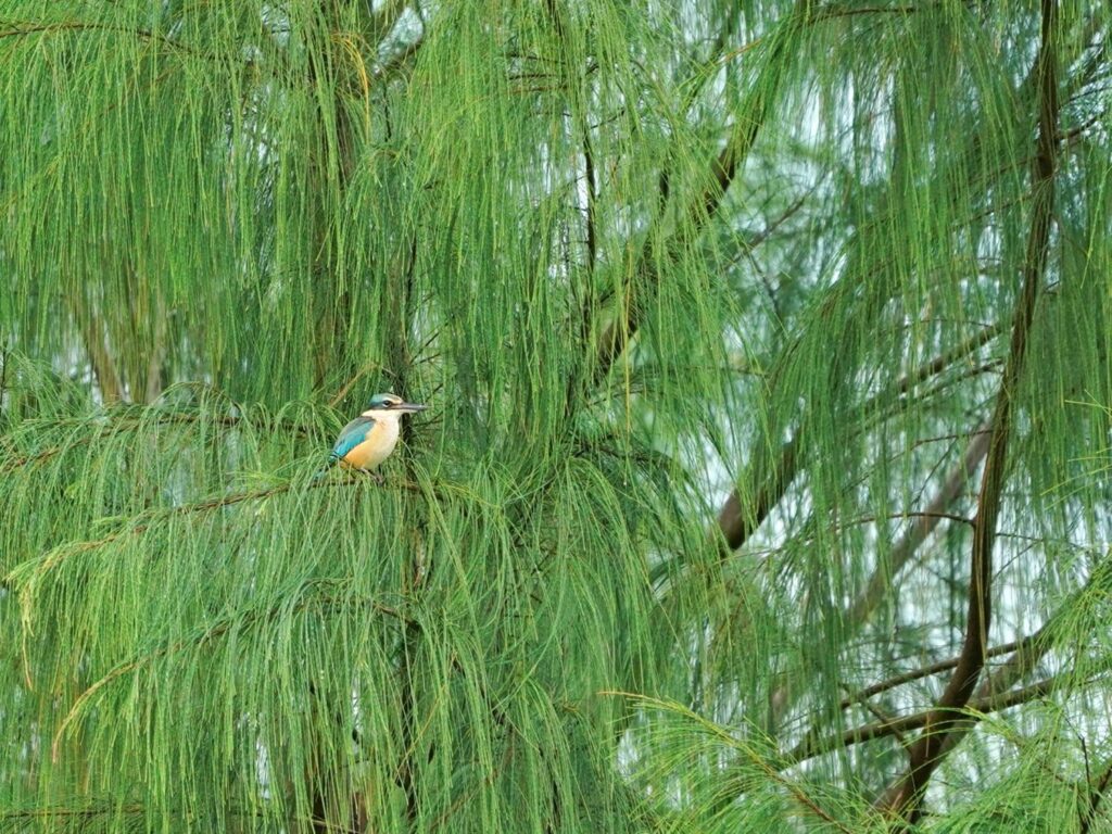 Papua: Taman Bermain Burung-Burung