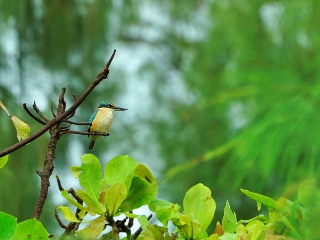 Papua: Taman Bermain Burung-Burung