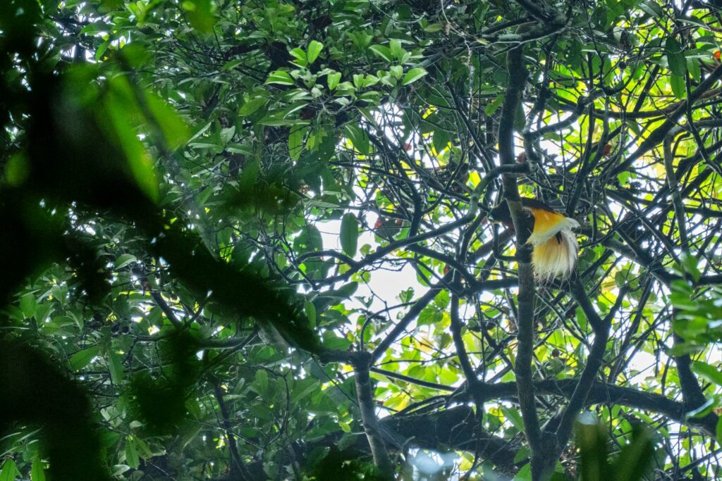 Jalan Panjang Pengakuan Hutan Adat di Sorong dan Sorong Selatan